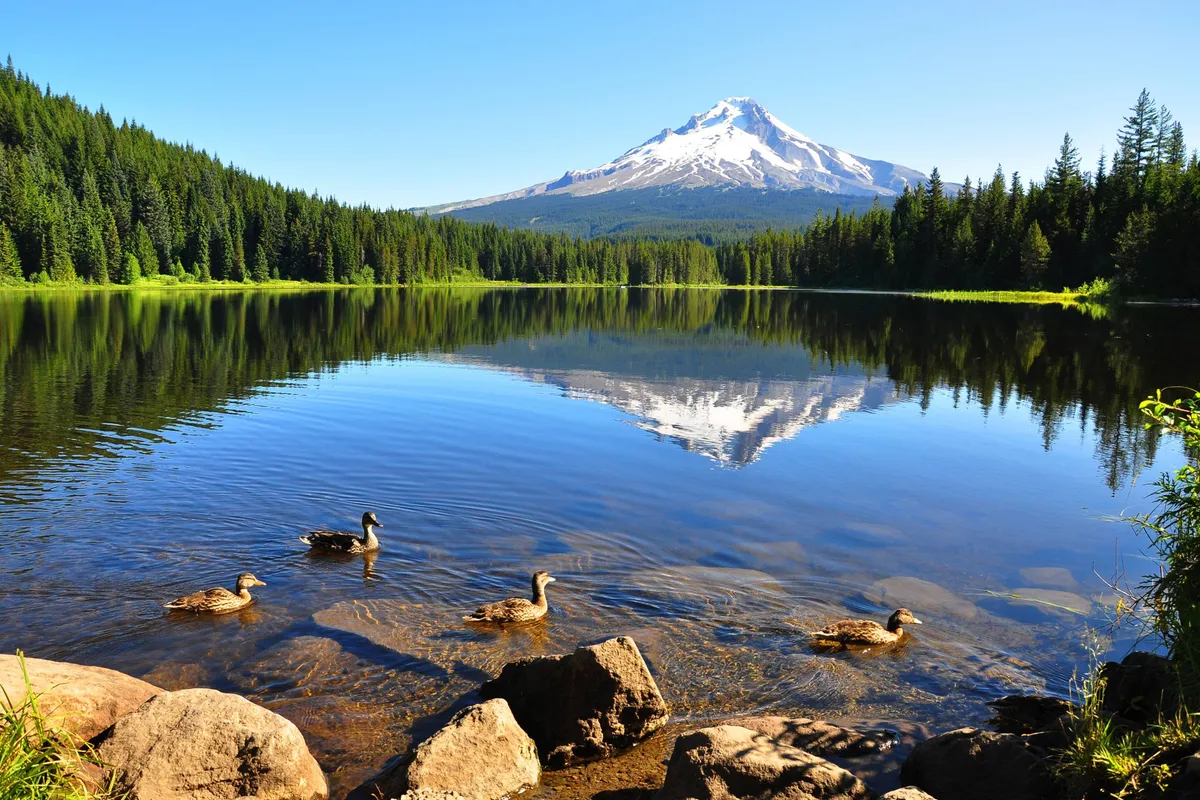 A breathtaking vista of a mountain, a serene lake with ducks, and a forested shoreline. The scene is peaceful and expansive, capturing the natural beauty surrounding the property and inviting couples to explore or simply soak in the tranquil views together.